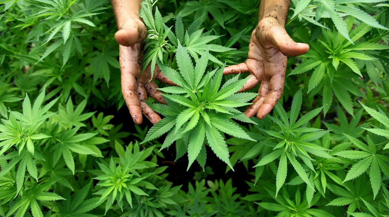 pflanzen-entdeckt-cannabis-club-gruender-in-haft.jpg