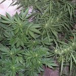 cannabisplant-2.jpg