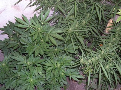 cannabisplant-2.jpg