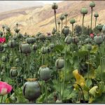 opiumfield.jpg
