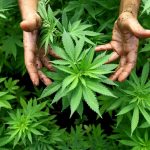 pflanzen-entdeckt-cannabis-club-gruender-in-haft.jpg