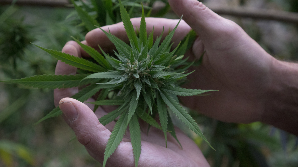 Erec Hand & Topbud 2018