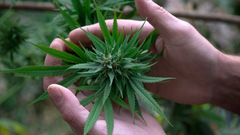 Erec Hand & Topbud 2018-111