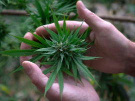 Erec Hand & Topbud 2018-111