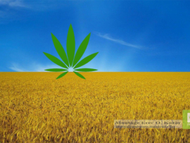 Ukraine Medical Cannabis 01c
